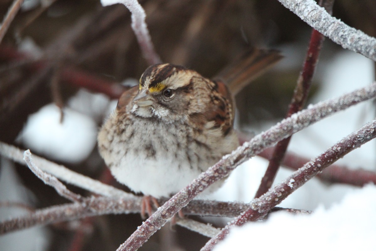 White-throated Sparrow - J Millsaps