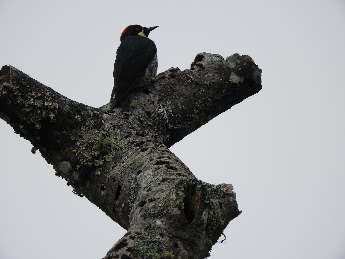 Acorn Woodpecker - ML281310861
