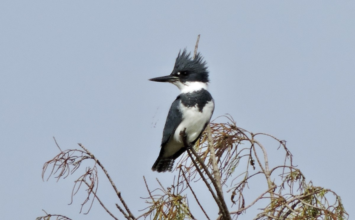 Belted Kingfisher - ML281313091