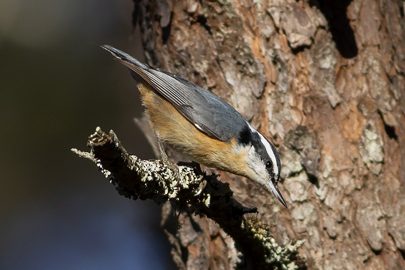 Red-breasted Nuthatch - ML281314251