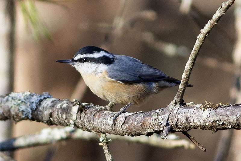 Red-breasted Nuthatch - ML281314261