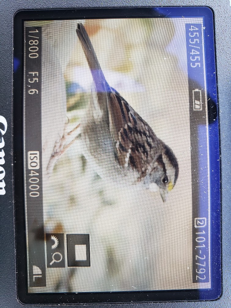 White-throated Sparrow - ML281319821
