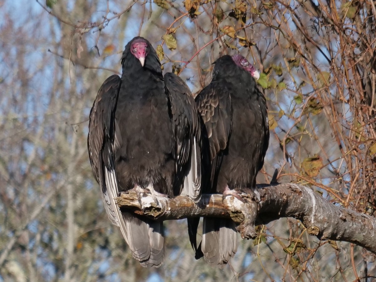 Turkey Vulture - ML281329671