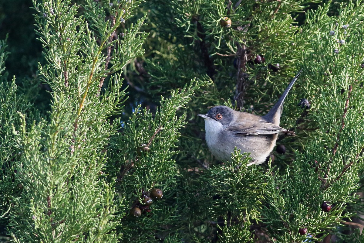 Sardinian Warbler - ML281330221