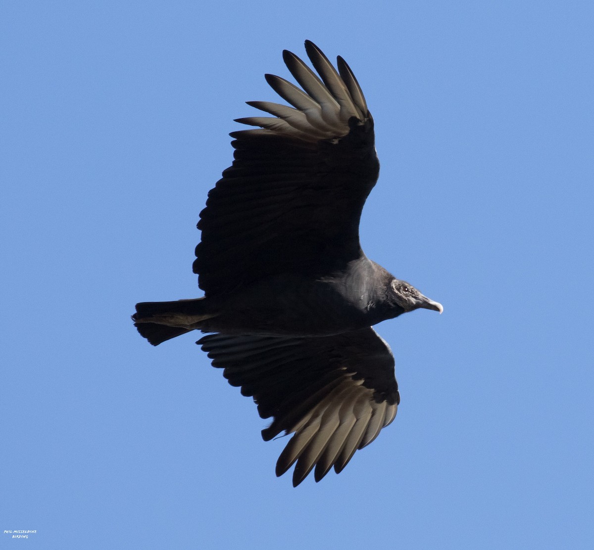 Black Vulture - ML281331691
