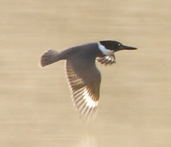 Belted Kingfisher - ML281333421