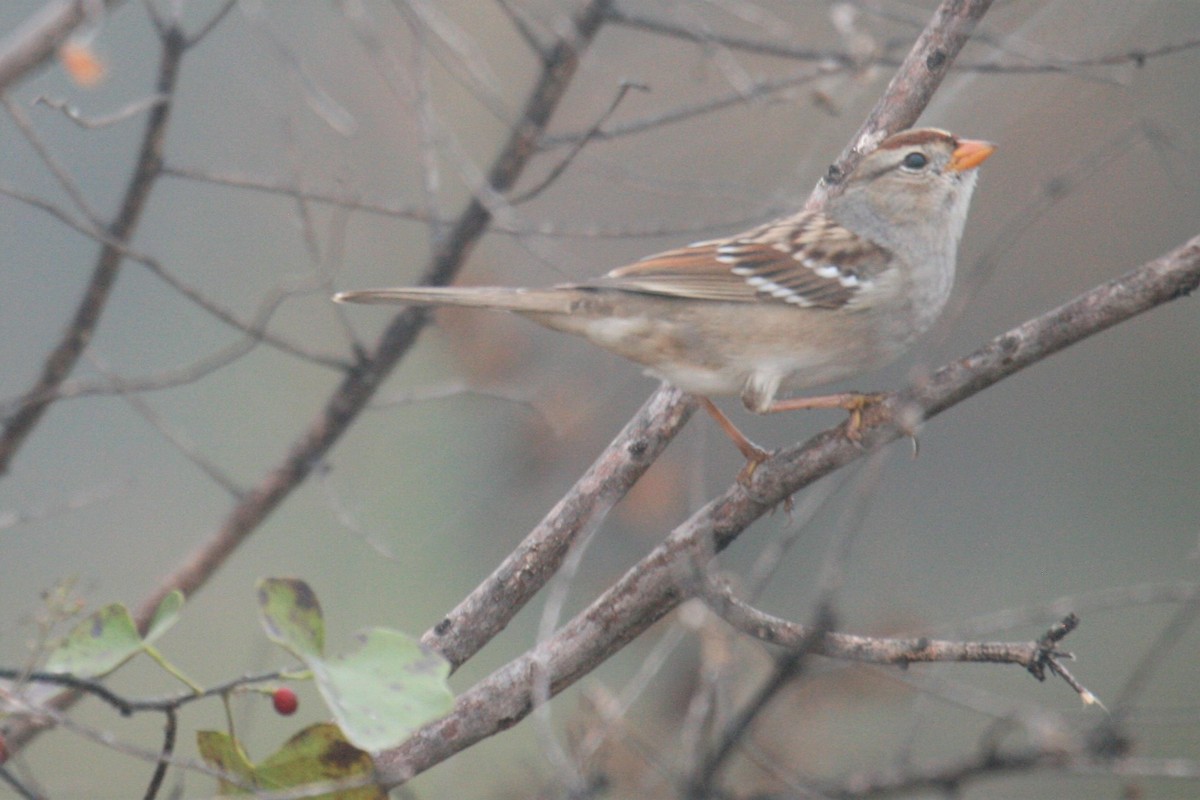 White-crowned Sparrow - ML281333471