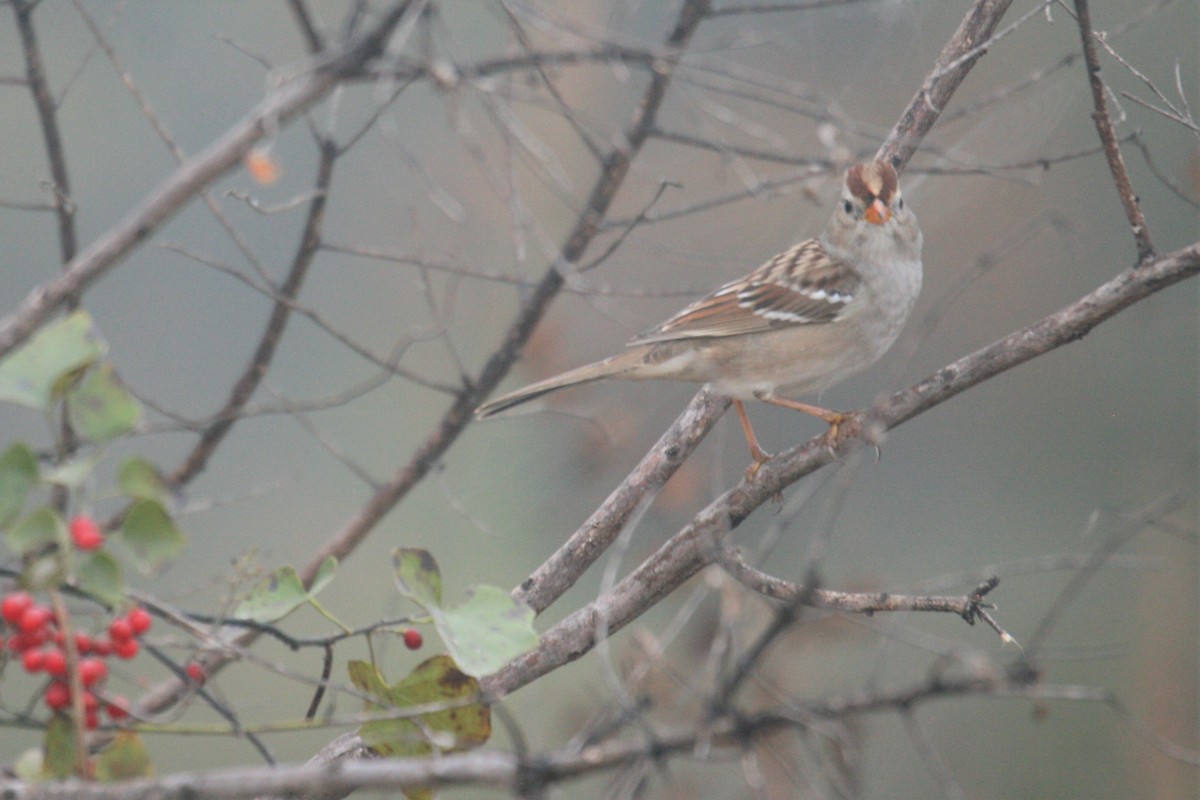 White-crowned Sparrow - ML281333501