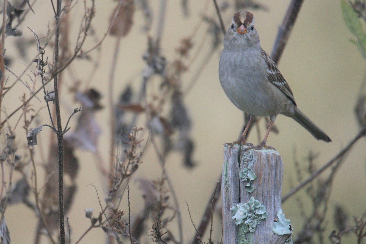 White-crowned Sparrow - ML281333511
