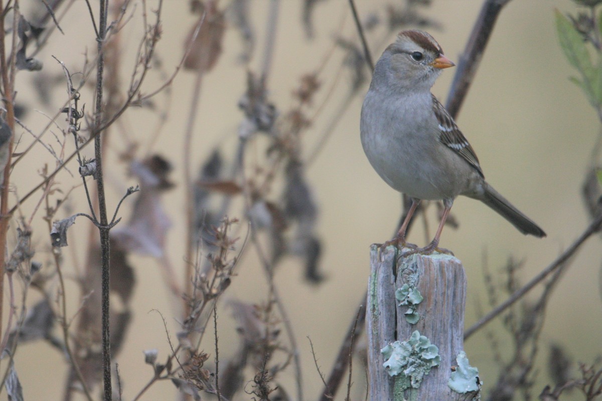 White-crowned Sparrow - ML281333521