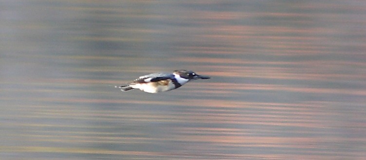 Belted Kingfisher - ML281333561