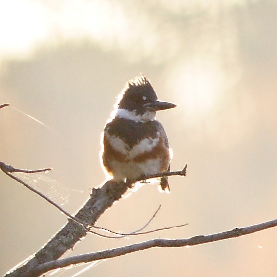 Belted Kingfisher - ML281333641