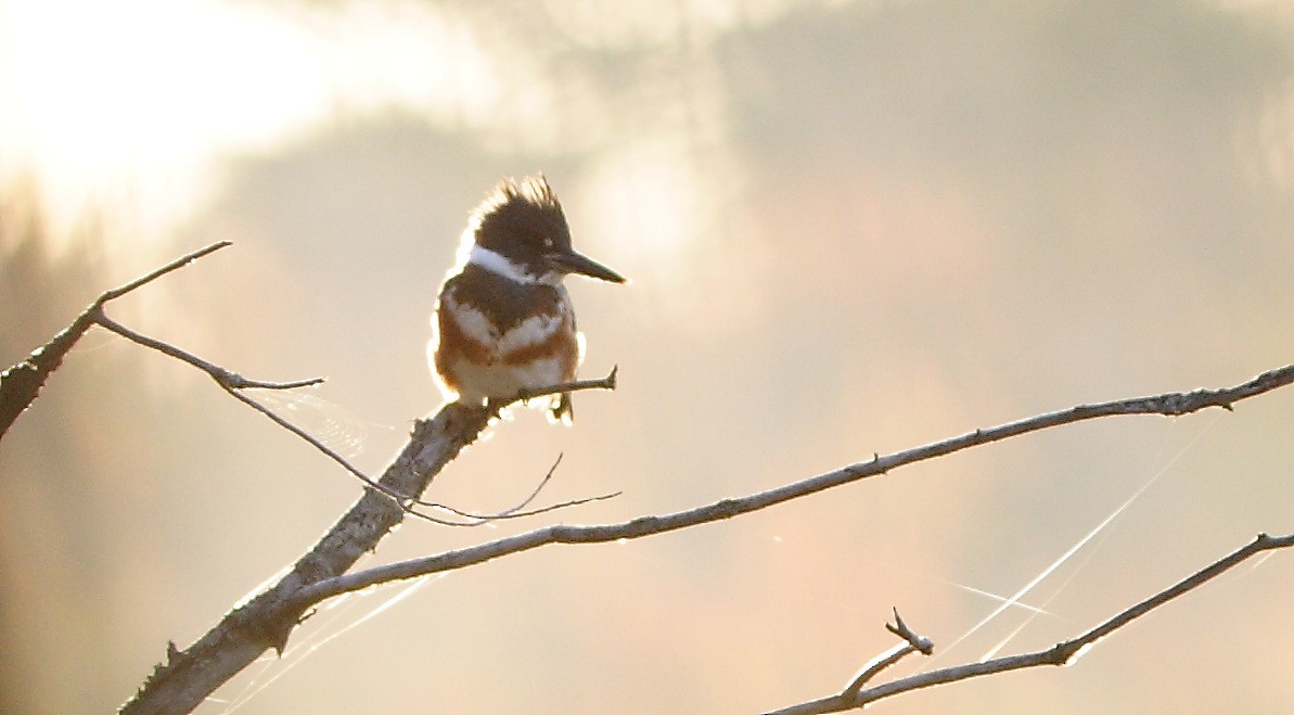 Belted Kingfisher - ML281333751