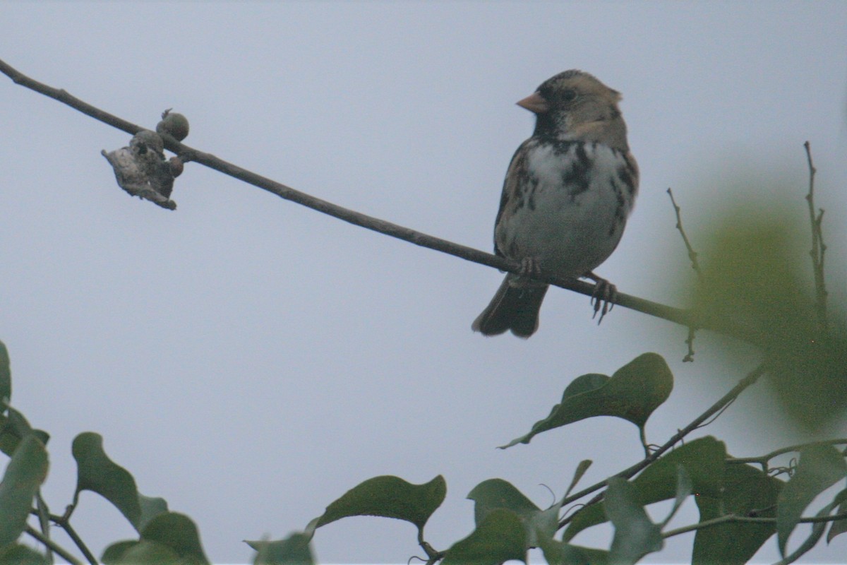 Harris's Sparrow - Bill Eisele
