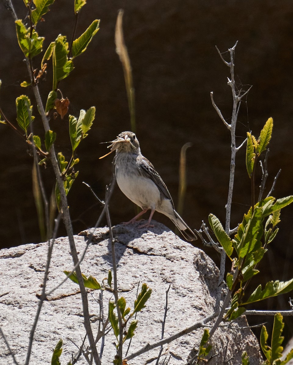 Band-tailed Sierra Finch - Felipe  Plaza Araya