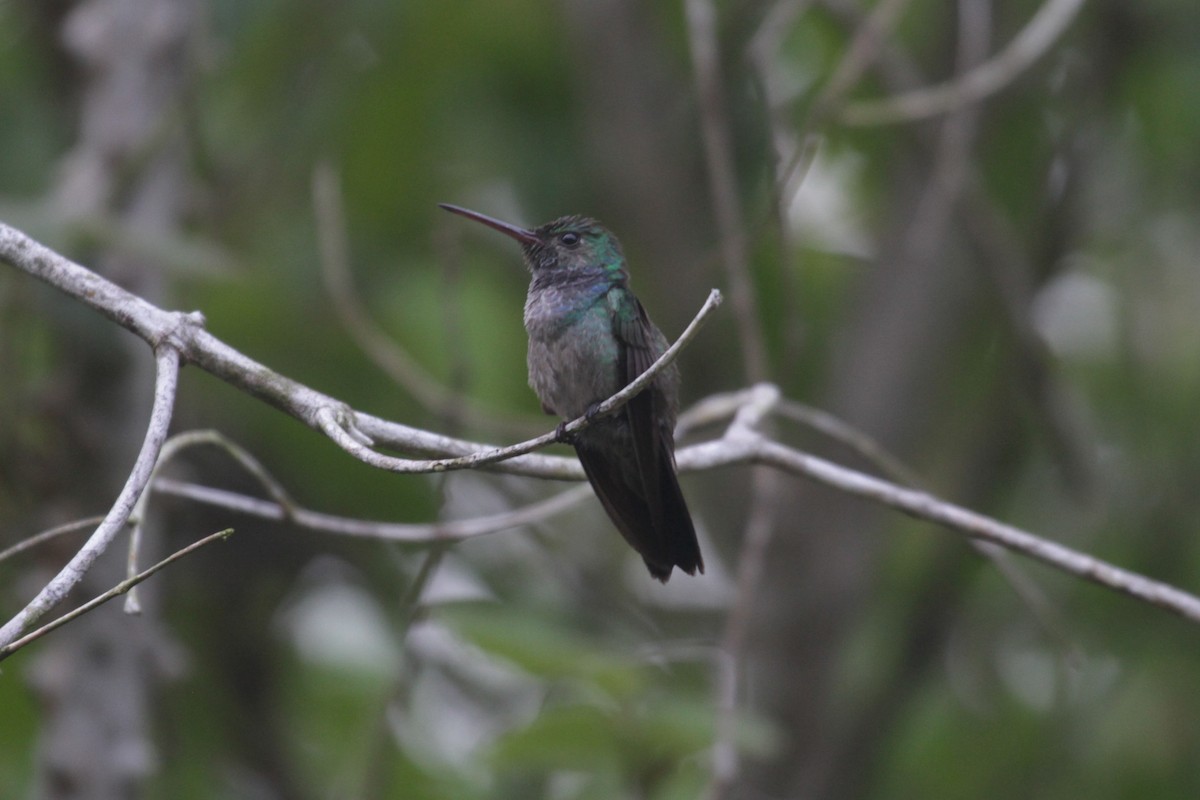 Blue-chested Hummingbird - ML281337321