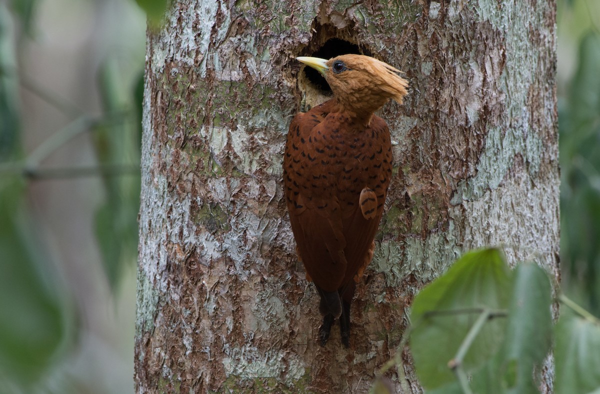 Chestnut-colored Woodpecker - ML28133961
