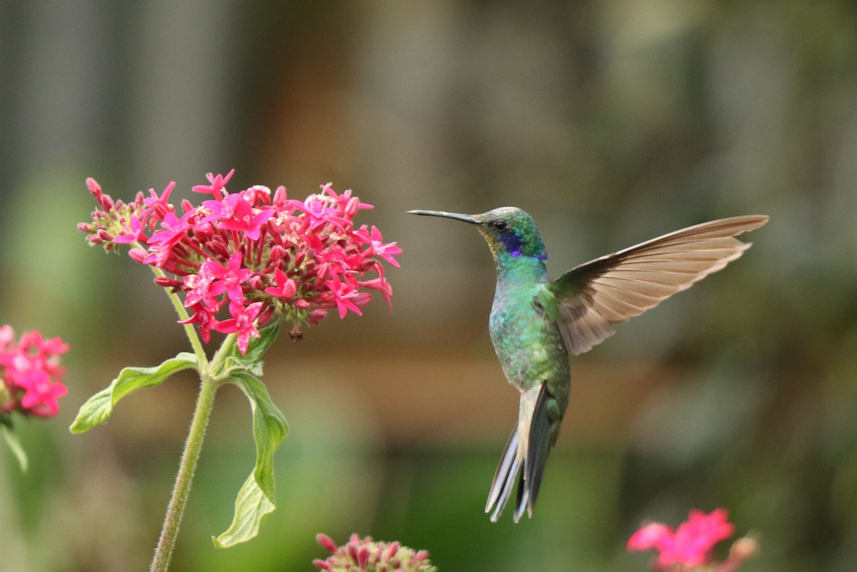 kolibřík modrouchý - ML281340521