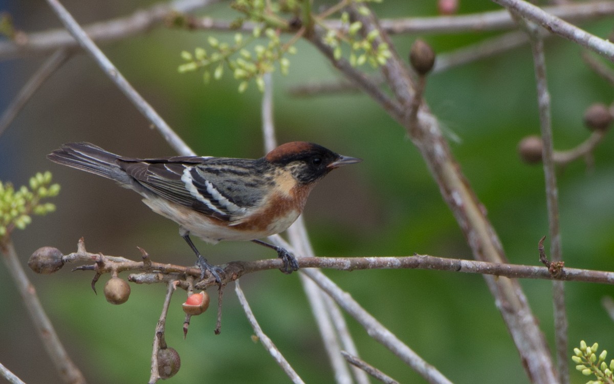 Bay-breasted Warbler - ML28134311