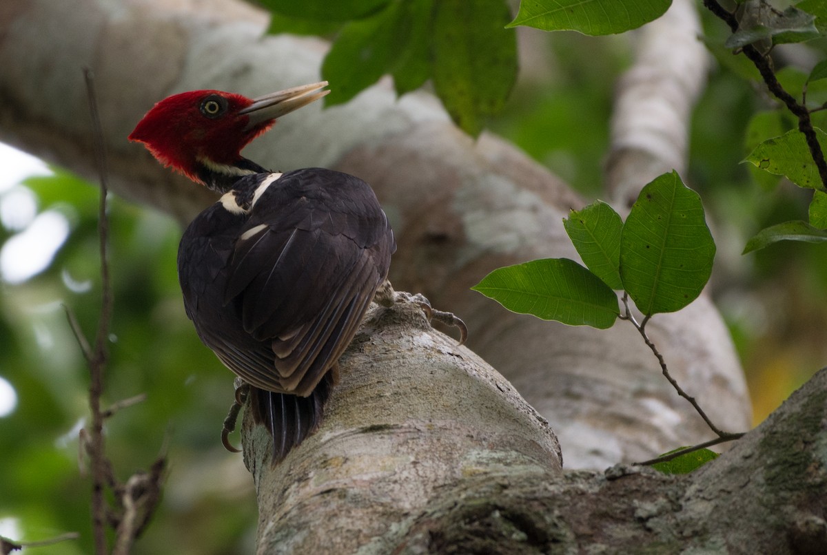 Pale-billed Woodpecker - Jonatan David Suruy Medrano