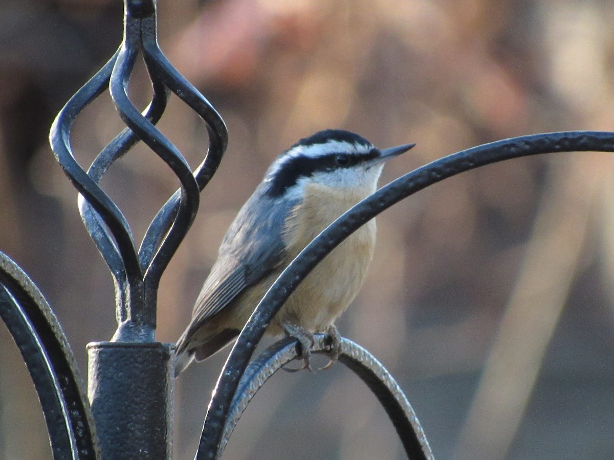 Red-breasted Nuthatch - Madison Sayre