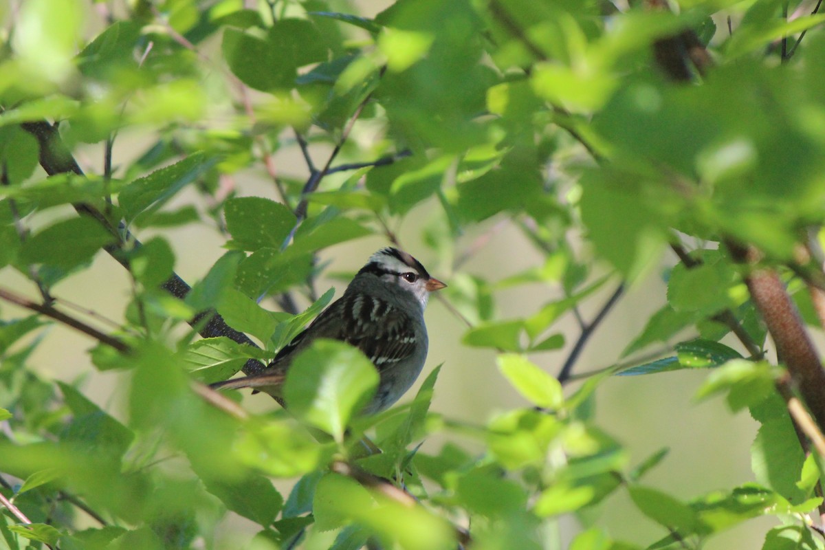 White-crowned Sparrow - Jon Hill