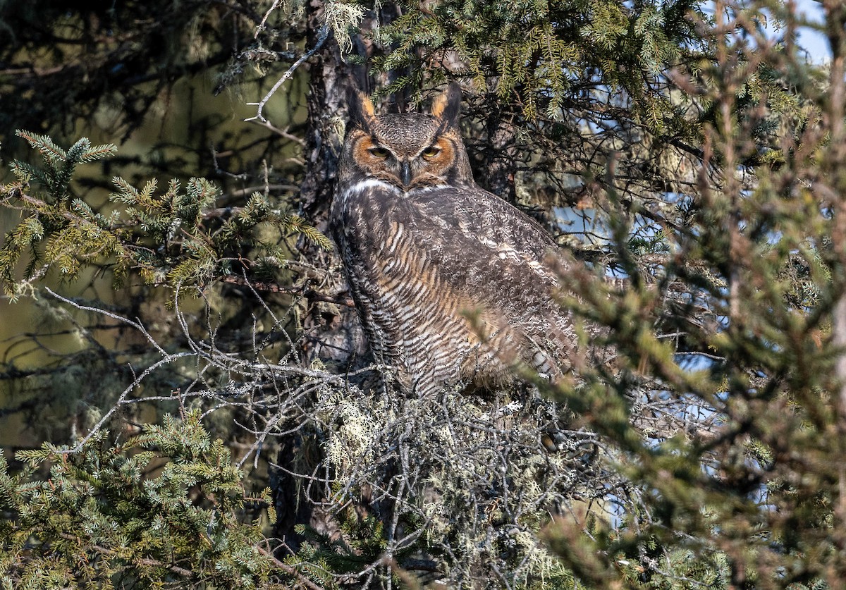 Great Horned Owl - Yannick Fleury