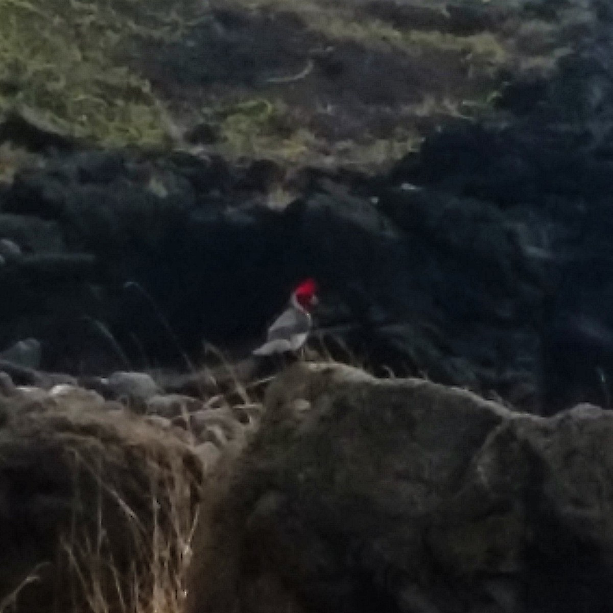 Red-crested Cardinal - ML281362551