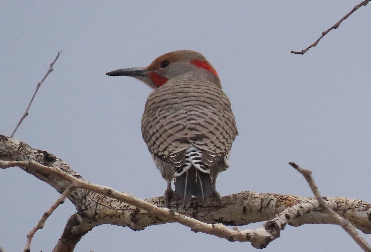 Northern Flicker (Yellow-shafted x Red-shafted) - ML281371211