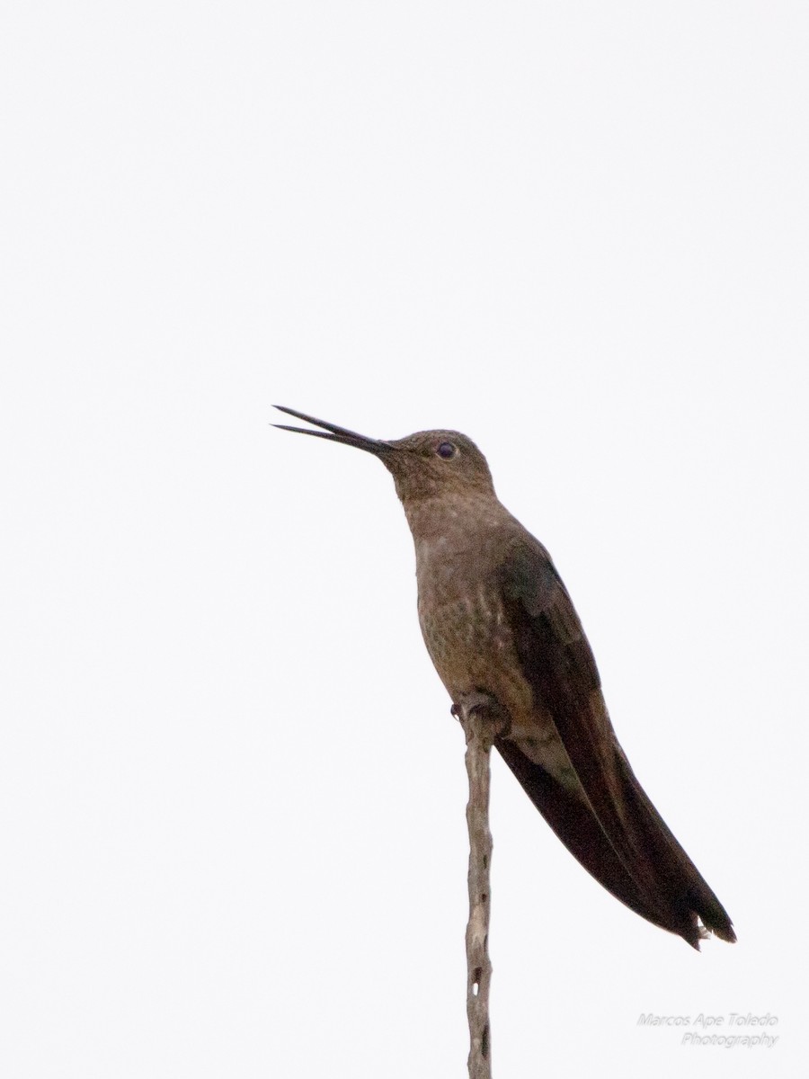 Giant Hummingbird - ML281374321
