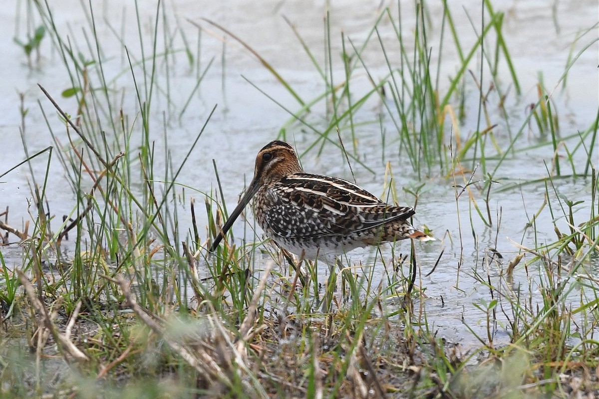 eBird Checklist - 20 Nov 2020 - John Paul Landing Park--Environmental ...