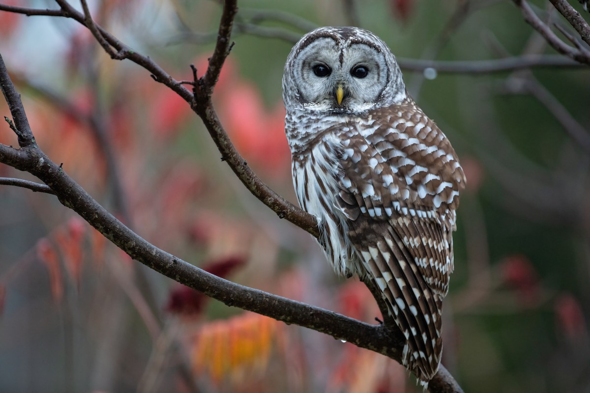 Barred Owl ML281379091