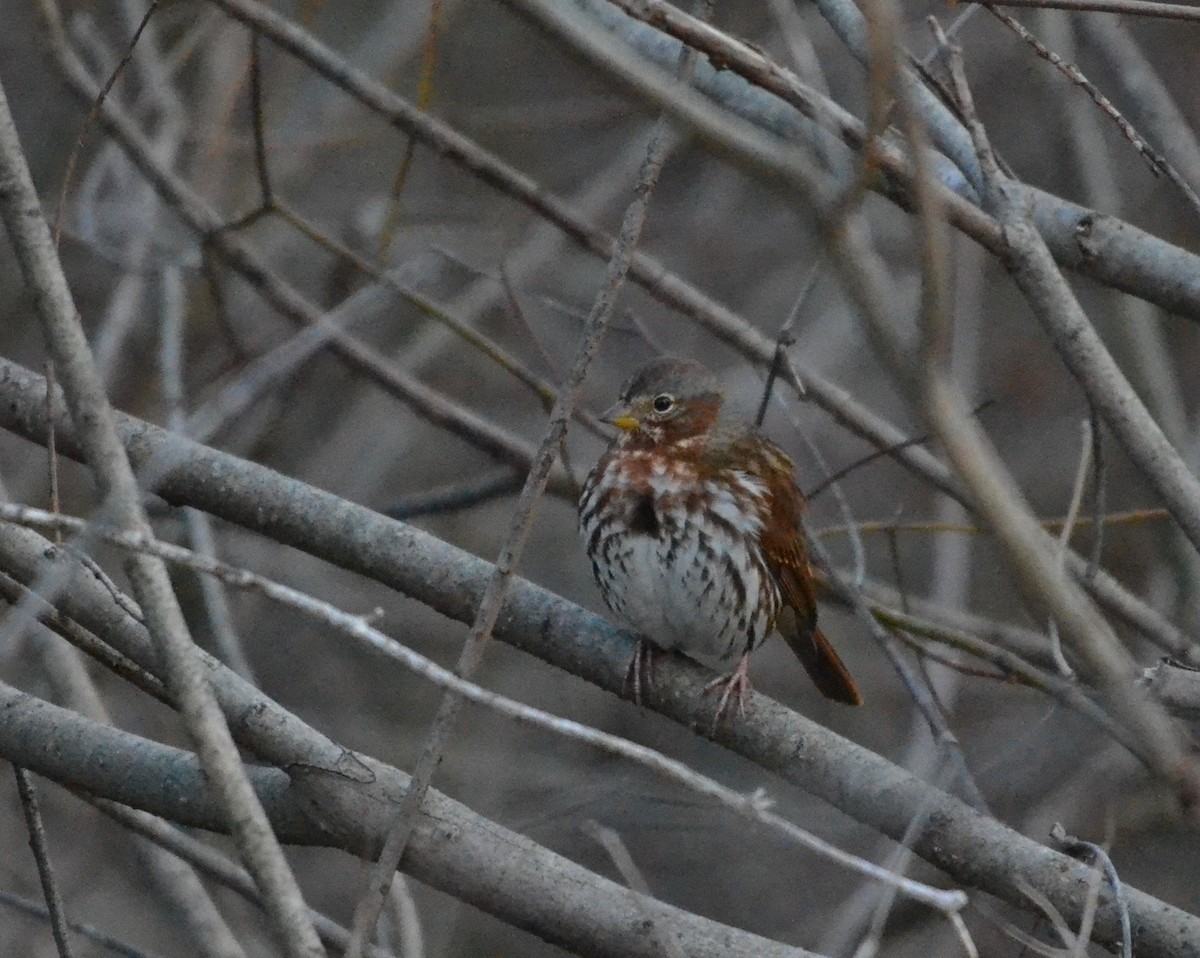 Fox Sparrow (Red) - ML281379471