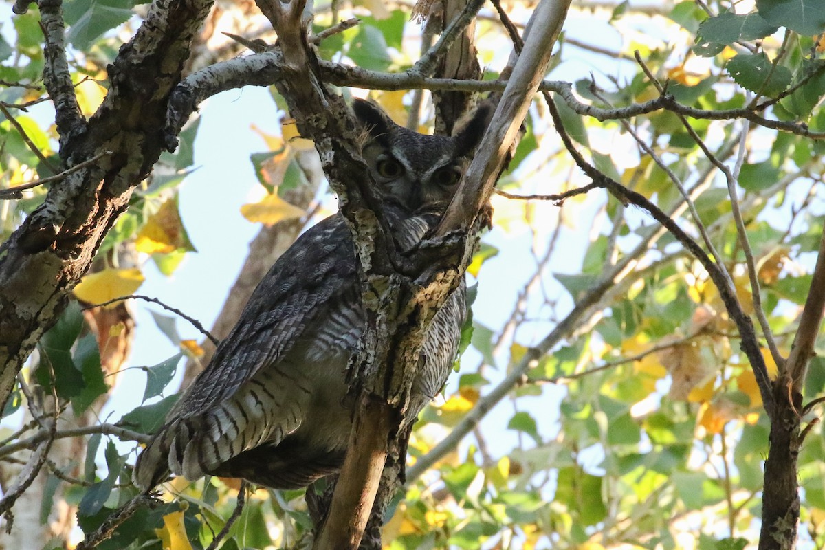 Great Horned Owl - ML281390401