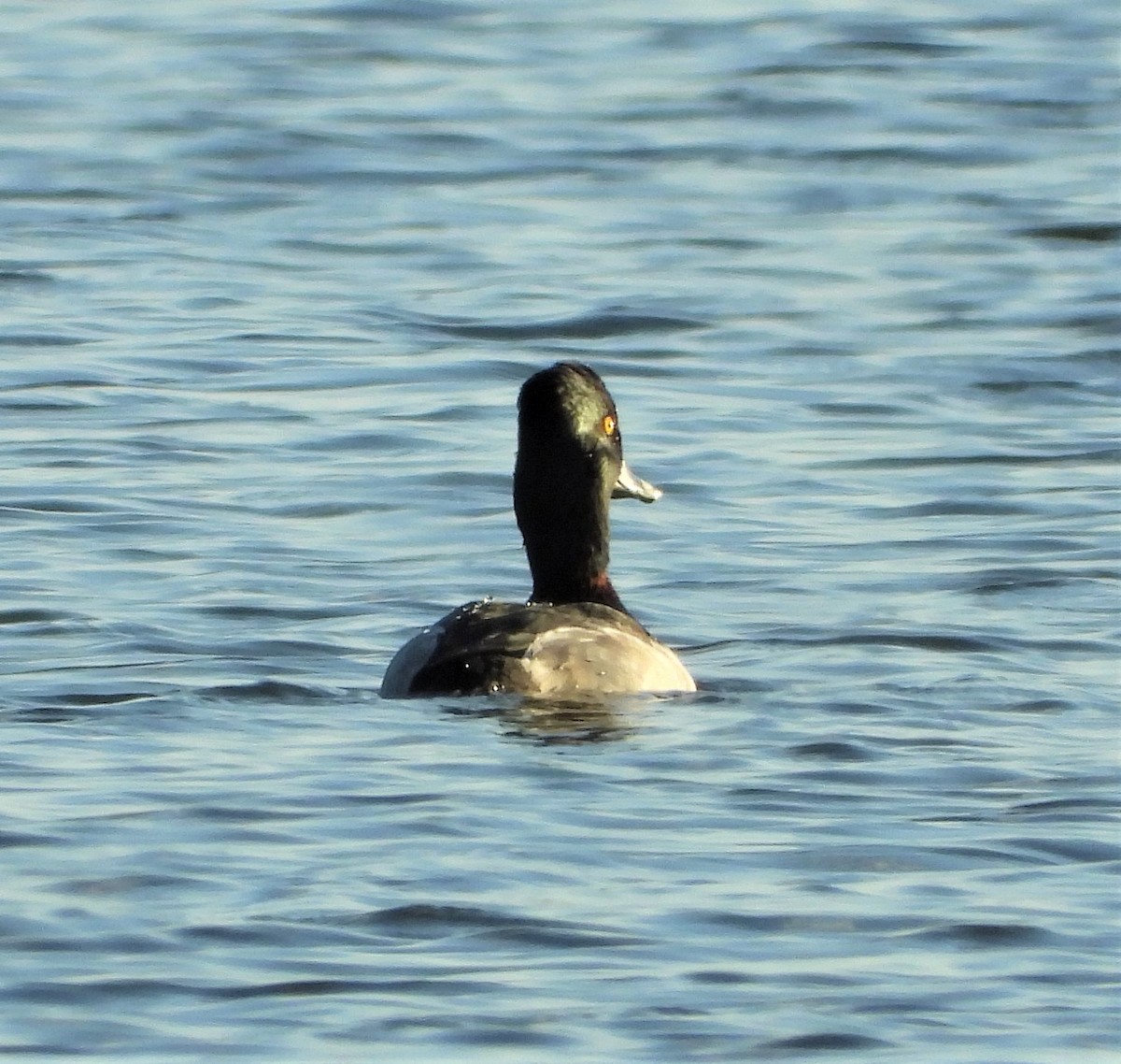 Ring-necked Duck - ML281392871