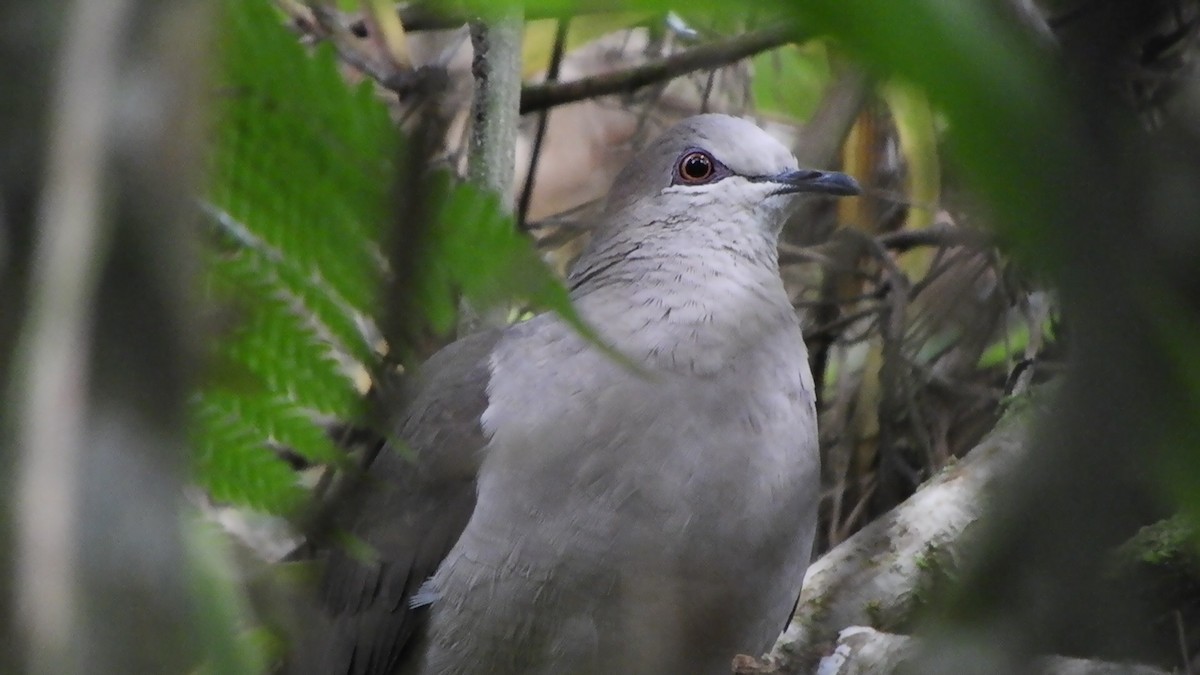 White-tipped Dove - Carlos Ramirez (Organización Ambiental Vida silvestre)