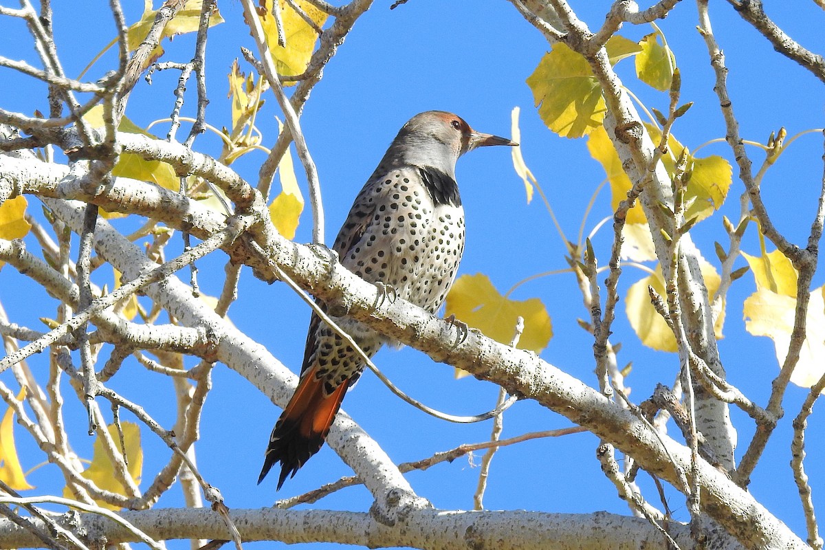 Northern Flicker (Red-shafted) - ML281394401