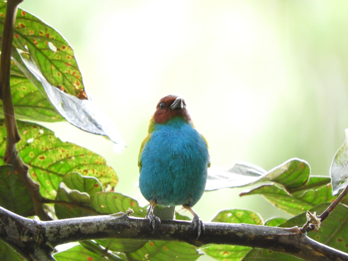 Bay-headed Tanager - ML281395131