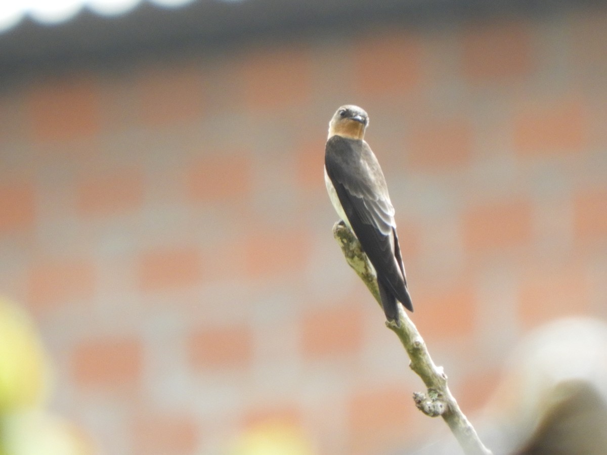Southern Rough-winged Swallow - ML281396541