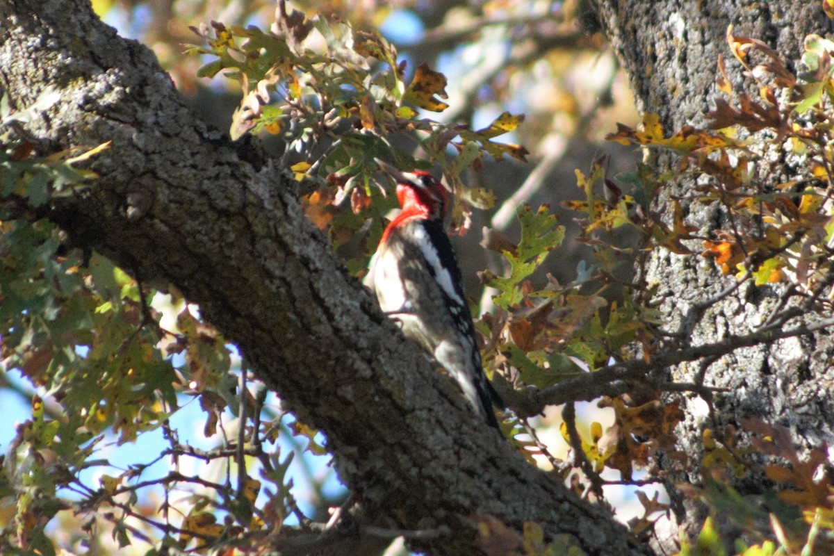 Red-breasted Sapsucker - ML281397531