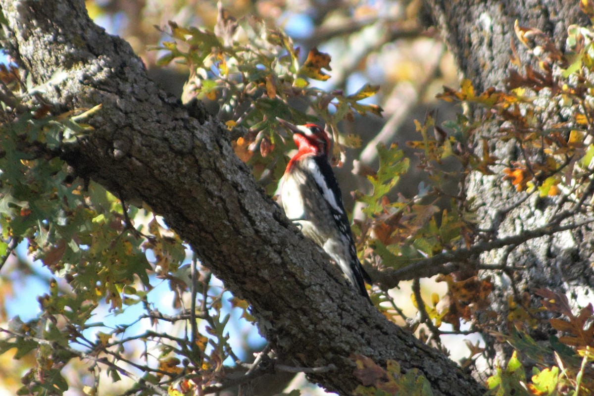 Red-breasted Sapsucker - ML281397541