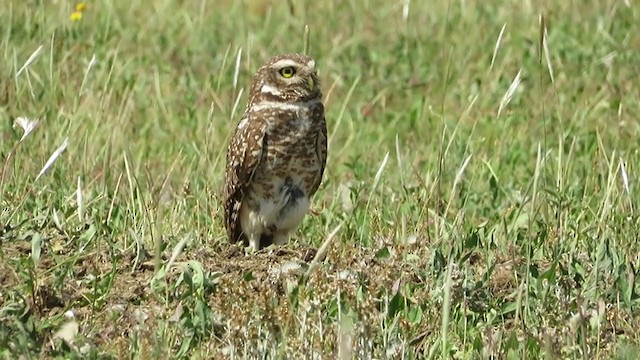 Burrowing Owl - ML281400461