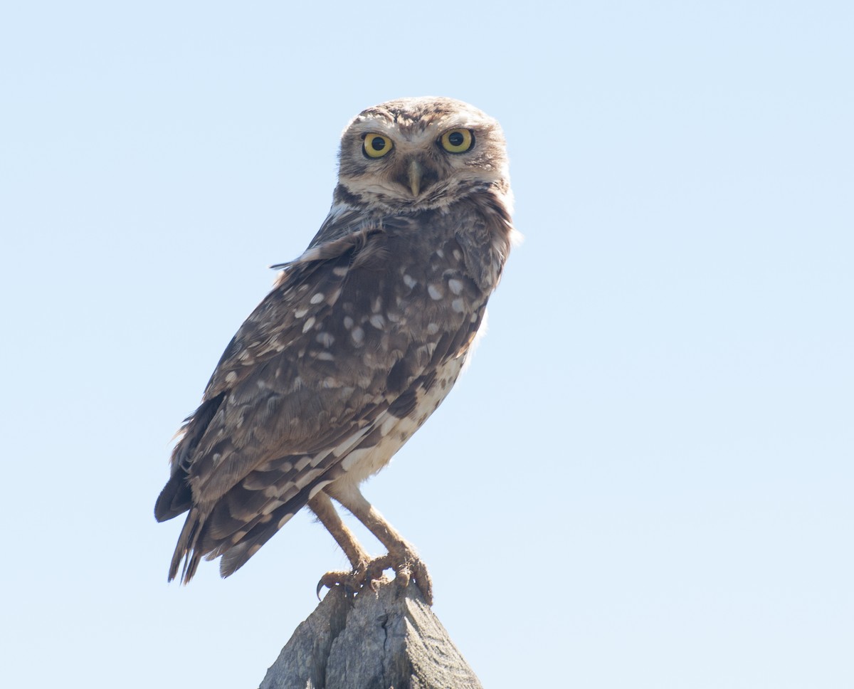 Burrowing Owl - ML281401061