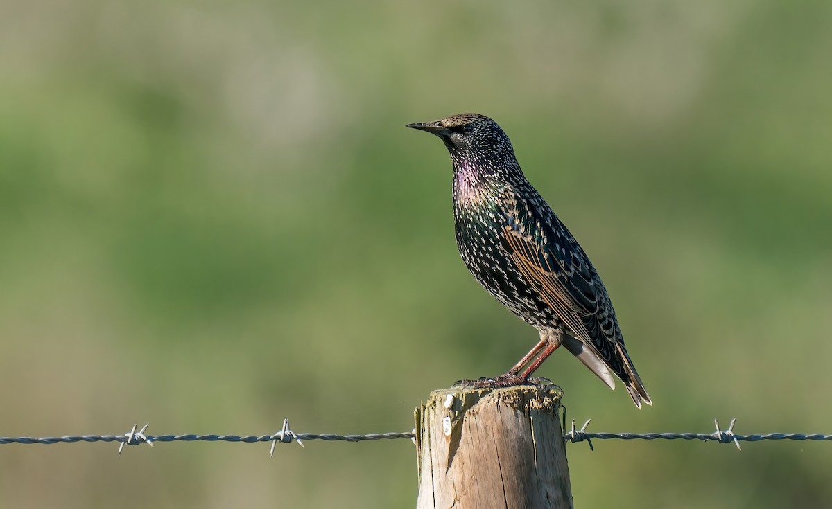 European Starling - Rui Pereira | Portugal Birding