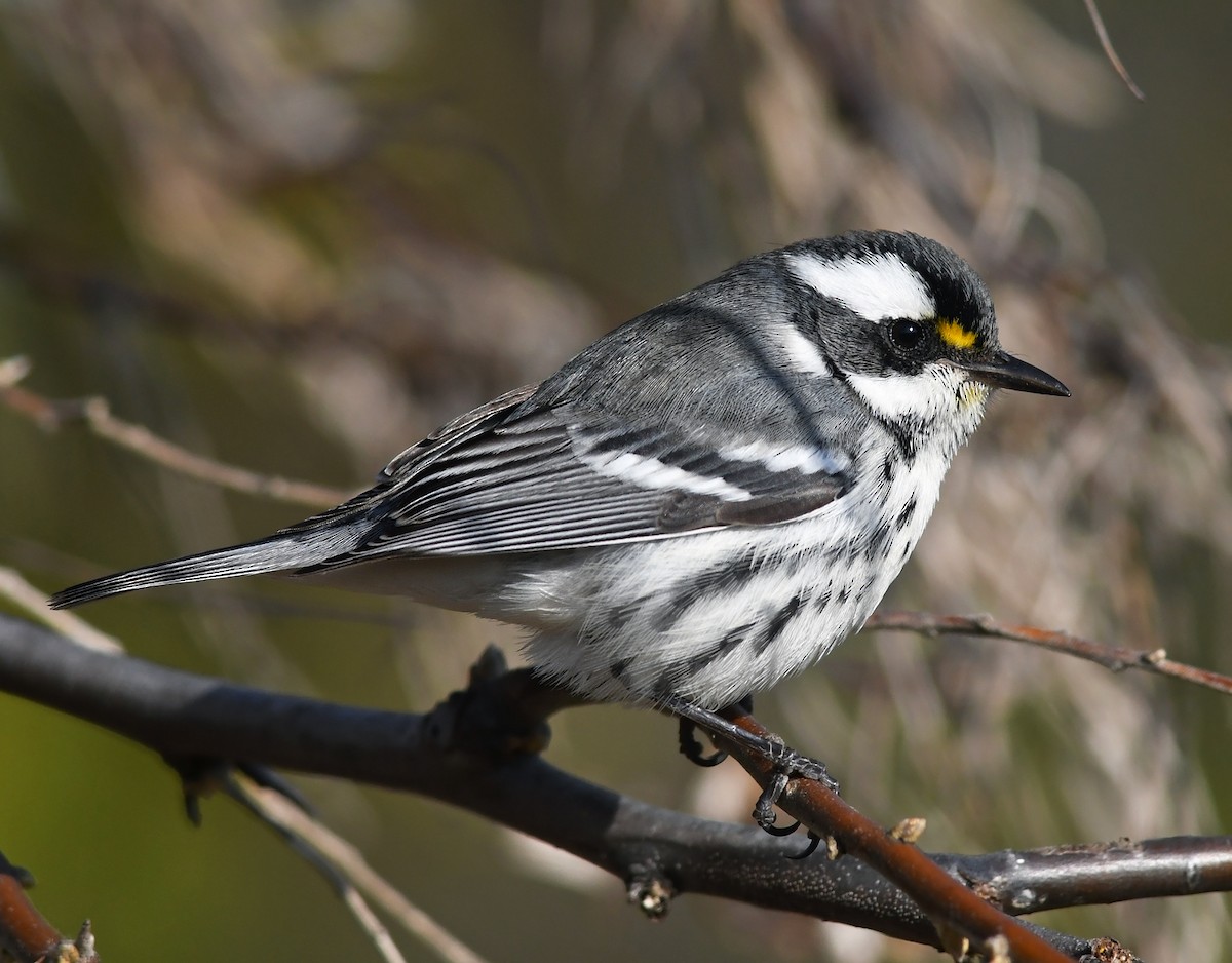 Black-throated Gray Warbler - Joshua Vandermeulen