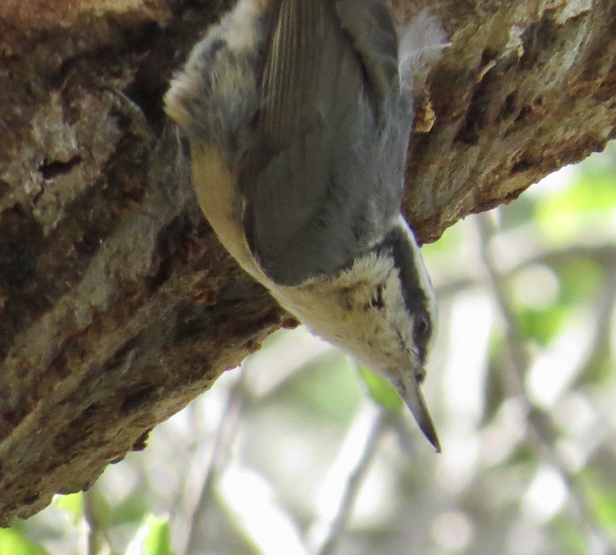 Red-breasted Nuthatch - ML281413271