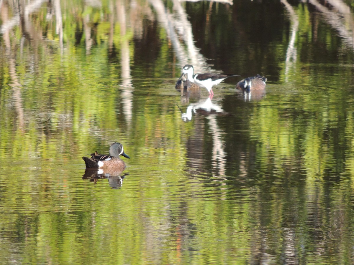 Blue-winged Teal - ML281419531