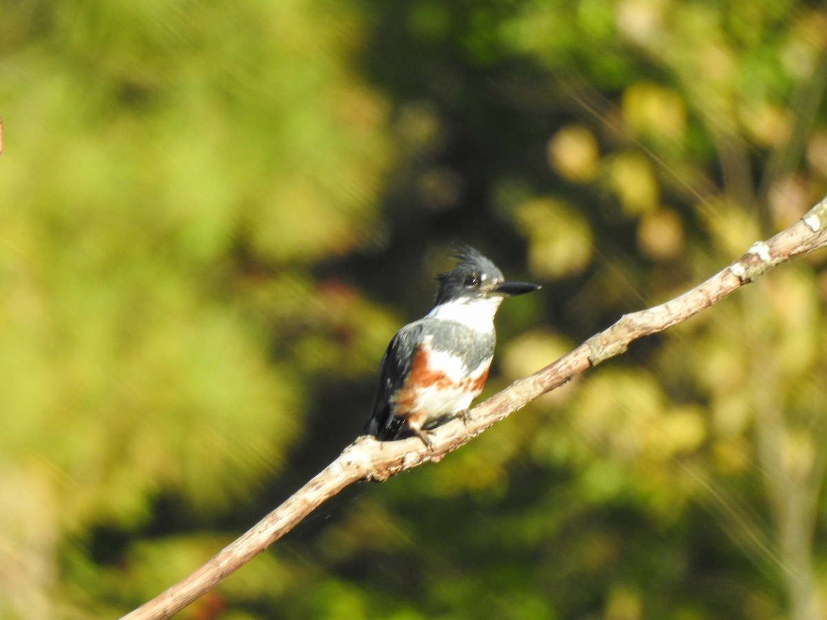 Belted Kingfisher - ML281424511