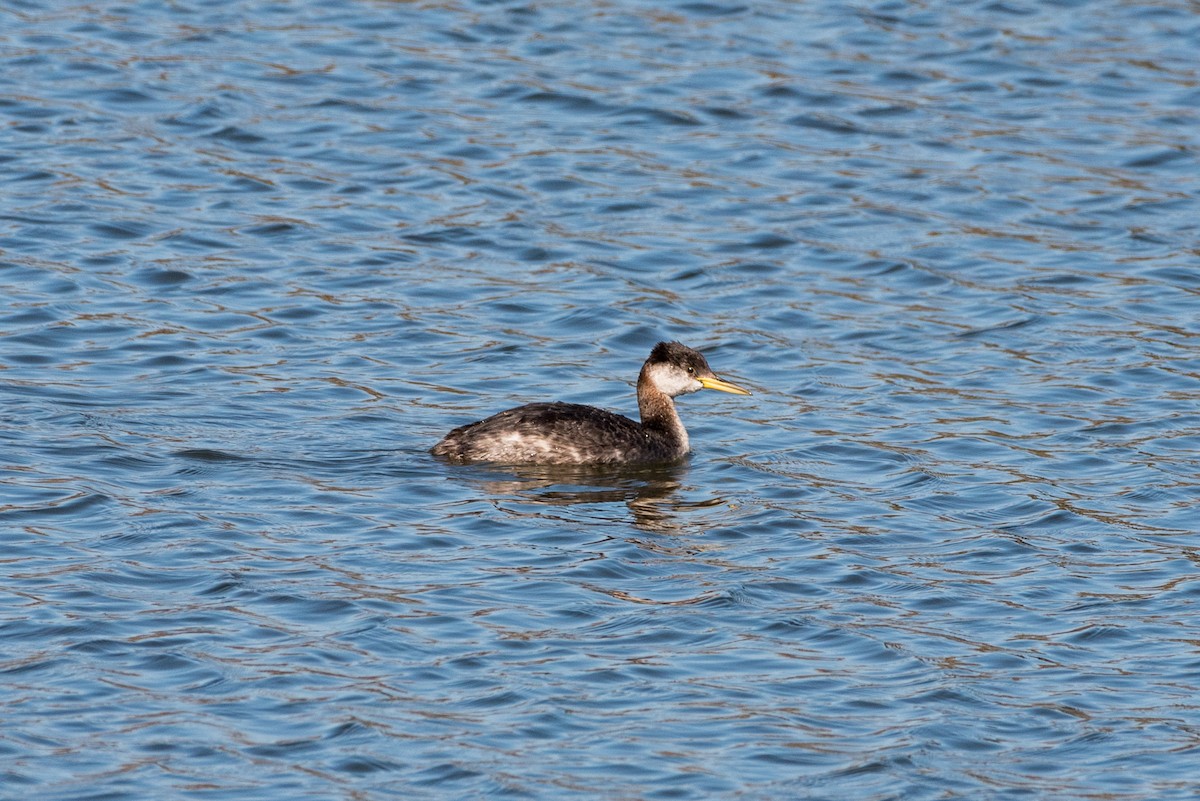 Red-necked Grebe - ML281425961