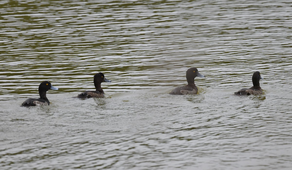 Tufted Duck - Ting-Wei (廷維) HUNG (洪)